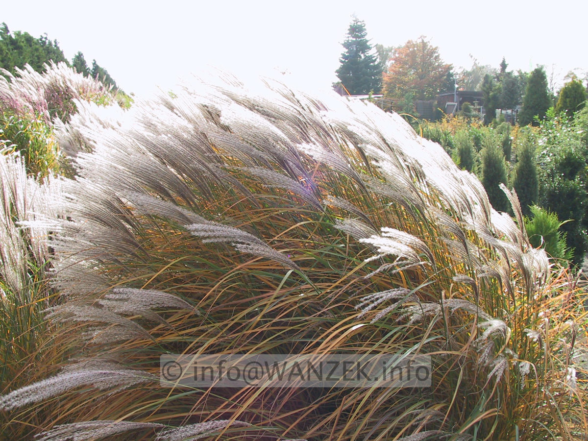 Miscanthus sinensis Graziella Herbst2.JPG